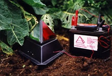 Peaceful Pyramid Birdscarer used on cabbage field